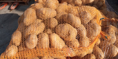 Venderé unas bonitas patatas Lord amarillas, 300 bolsas, calibre