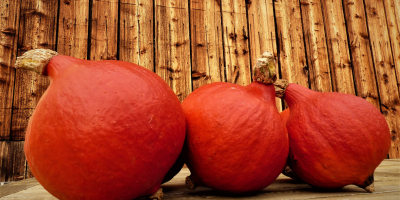 Venderé calabazas de Hokkaido.