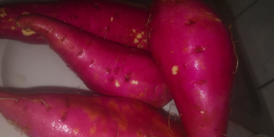 Vendo batata (BATAT), variedad KSC 1. Los tubérculos son