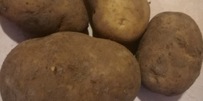 Tengo patatas a la venta. Variedad estrella