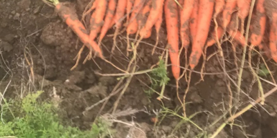 Venda zanahorias, apio en grandes cantidades Para más detalles,