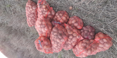 Vendo patatas blancas de mi propia producción. Patatas nuevas