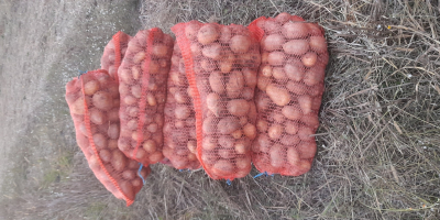 Vendo patatas blancas de mi propia producción. Patatas nuevas