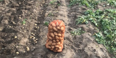 Vendo patatas blancas de mi propia producción. Patatas nuevas