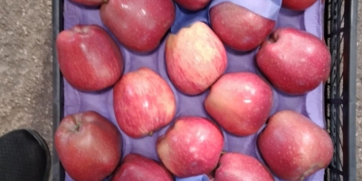 Se iniciaron las ventas de diferentes variedades de manzanas
