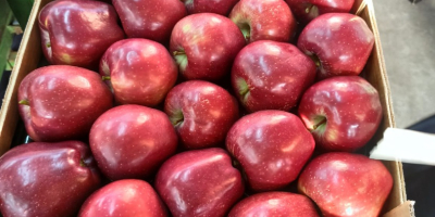Se iniciaron las ventas de diferentes variedades de manzanas