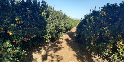 Venderé naranjas para zumos de España. Productos directamente del