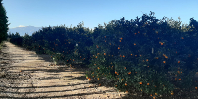 Venderé naranjas para zumos de España. Productos directamente del