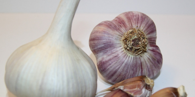 Ajo fresco de la variedad Lyubasha. ¡Cultivo alemán! Lyubasha