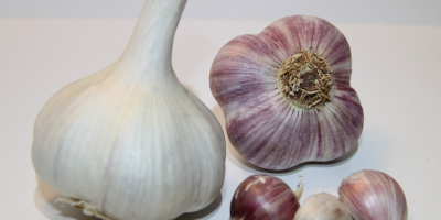 Ajo fresco de la variedad Lyubasha. ¡Cultivo alemán! Lyubasha