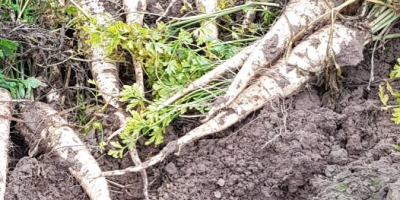 Venderé perejil, variedad Arat, directamente del campo o cavado