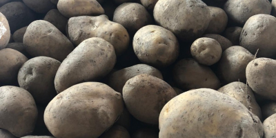 Producimos y comercializamos patatas blancas Alora, Soraya y Lucera.