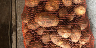 Producimos y comercializamos patatas blancas Alora, Soraya y Lucera.