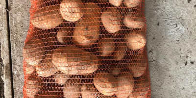 Producimos y comercializamos patatas blancas Alora, Soraya y Lucera.