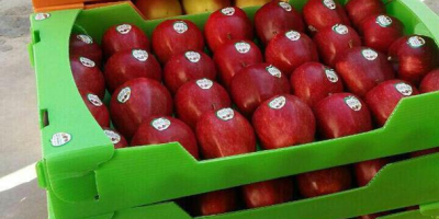 Entrega de manzanas rojas de primer nivel en diversas