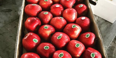 Entrega de manzanas rojas de primer nivel en diversas