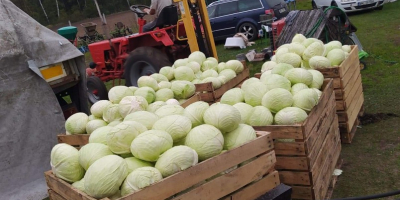 Venderé repollo blanco, variedad Agressor. Para más información, llame