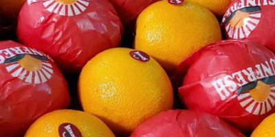 Naranjas navel frescas para la venta de Egipto Tenemos