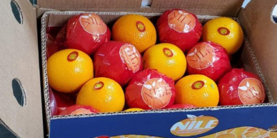 Naranjas Navel frescas a la venta desde egipto Tenemos