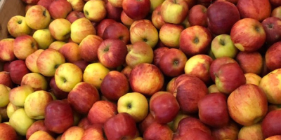 Manzanas de Polonia variedades Jonagored, Jonagold, Prince, Decosta, Gala,