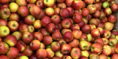 Manzanas de Polonia variedades Jonagored, Jonagold, Prince, Decosta, Gala,