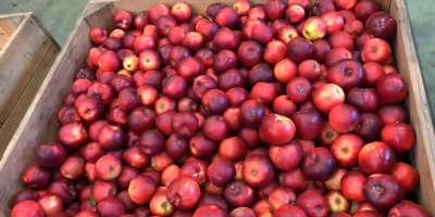 Manzanas de Polonia variedades Jonagored, Jonagold, Prince, Decosta, Gala,