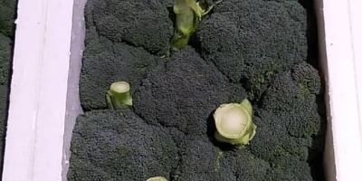 verduras frescas de Irán