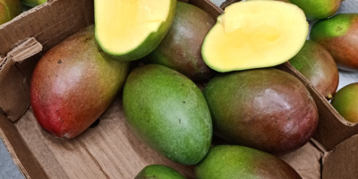 Hola, tengo aguacate y mango a la venta, más