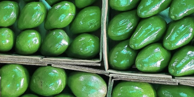 Aguacate Semil 34 de República Dominicana - Precio FOB