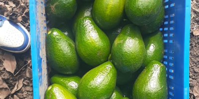 Aguacate Semil 34 de República Dominicana - Precio FOB