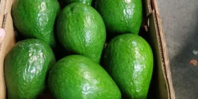 Aguacate Semil 34 de República Dominicana - Precio FOB