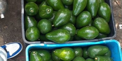 Aguacate Semil 34 de República Dominicana - Precio FOB