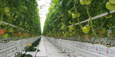 ¡Estimado cliente! Ofrecemos tomates deliciosos y de alta calidad.