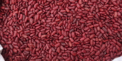 Frijoles mungo verde de cosecha fresca, frijoles rojos para