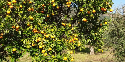 Mandarinas y mandarinas ecológicas para vender de una finca