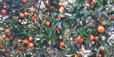 Mandarinas y mandarinas ecológicas para vender de una finca