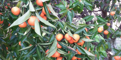 Mandarinas y mandarinas ecológicas para vender de una finca