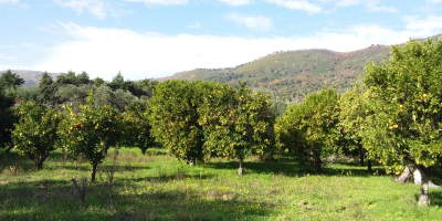 Venta de mandarinas, clementinas y mandarinas 100% puras naturales