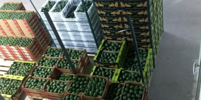 Somos proveedores de Aguacate Hass del Perú