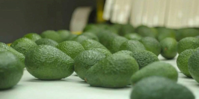 Somos proveedores de Aguacate Hass del Perú