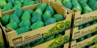 Somos proveedores de Aguacate Hass del Perú