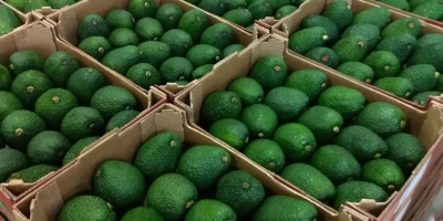 Somos proveedores de Aguacate Hass del Perú