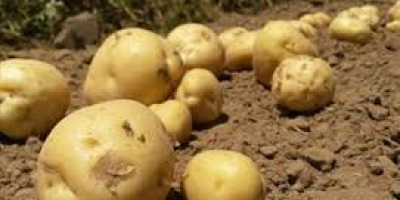 Patatas sudafricanas de producción ecológica de la variedad irlandesa.