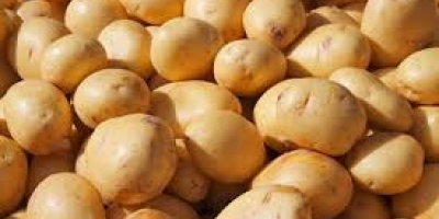 Patatas sudafricanas de producción ecológica de la variedad irlandesa.