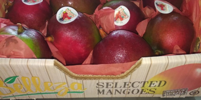 Somos proveedores de Mango kent de la mejor calidad