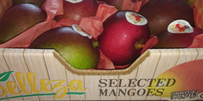 Somos proveedores de Mango kent de la mejor calidad