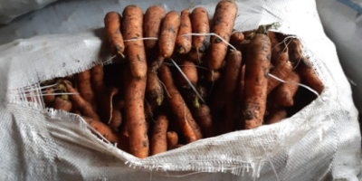 Vendo zanahorias sin lavar. Puedo lavarlos. La cantidad disponible