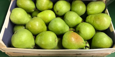Bonitas peras Lukas verdes fuertes, cultivadas en los Países