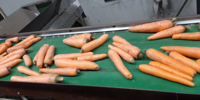 Buenos días, permítame ofrecerle mis zanahorias en varios tamaños