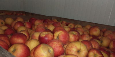 Vendo un jonagoret de manzana del almacén. Almacenado en